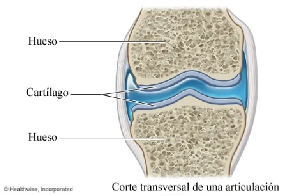 celula