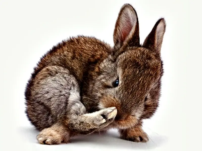 ¿Una pata de conejo trae buena suerte? ¿Una pata de conejo trae buena suerte?