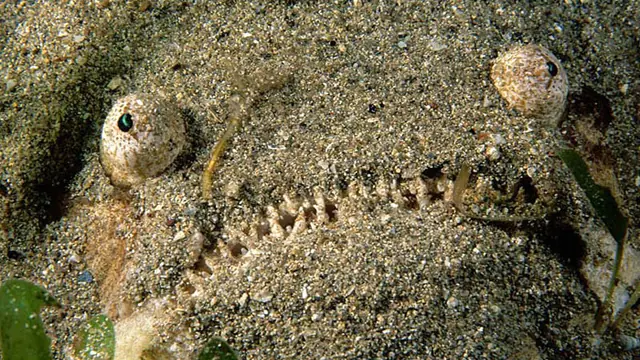 Extrañas Criaturas Del Fondo Del Oceano Que No Conocias Extrañas Criaturas Del Fondo Del Oceano Que No Conocias