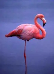 ¿Por qué encoge una pata el flamenco?