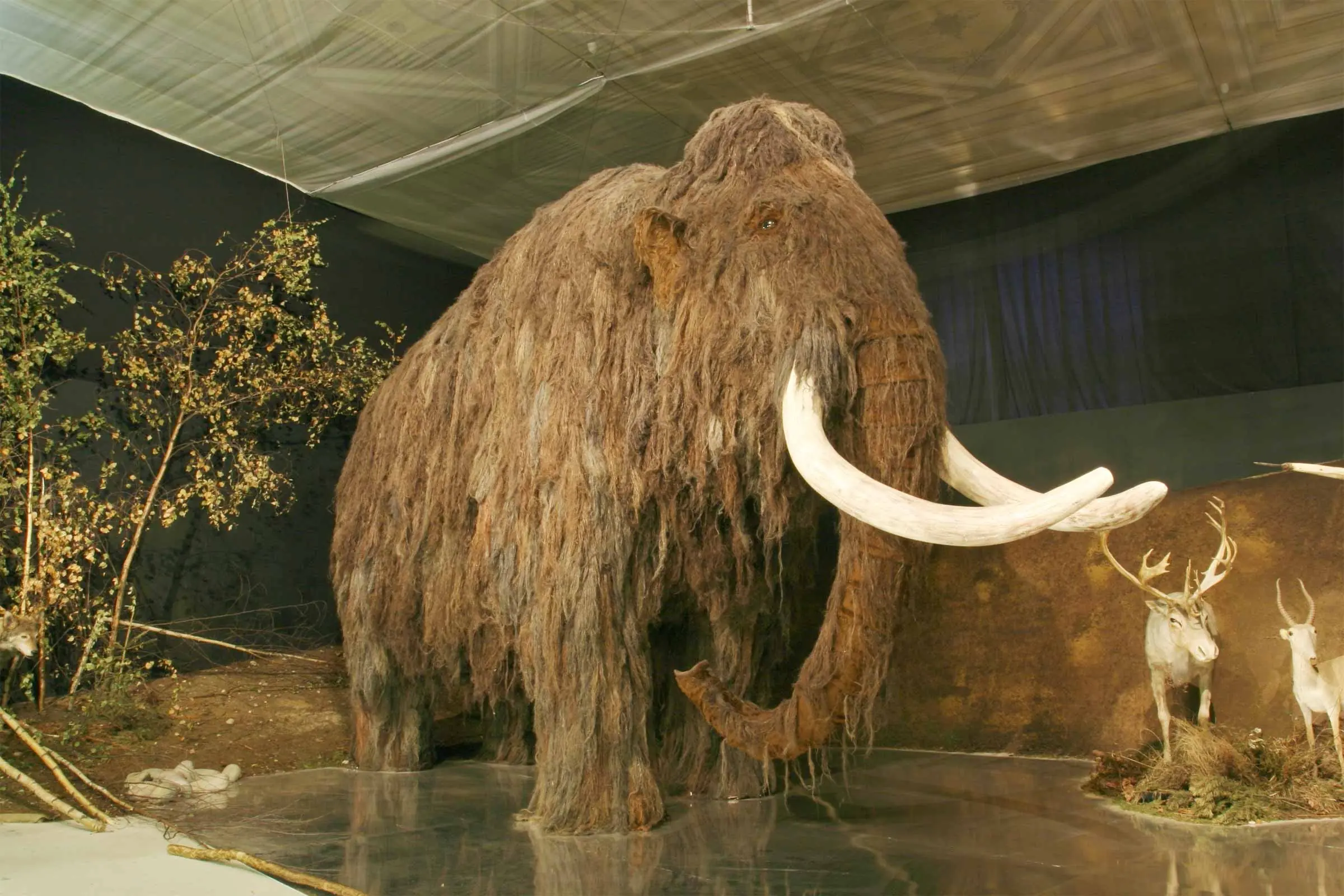 animales en peligro de extincion