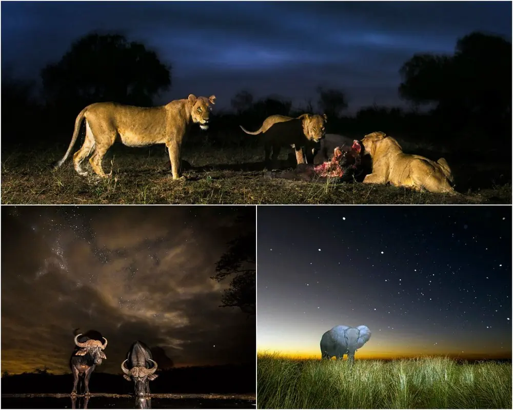 Africa de noche