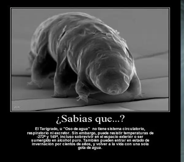 tarigrado