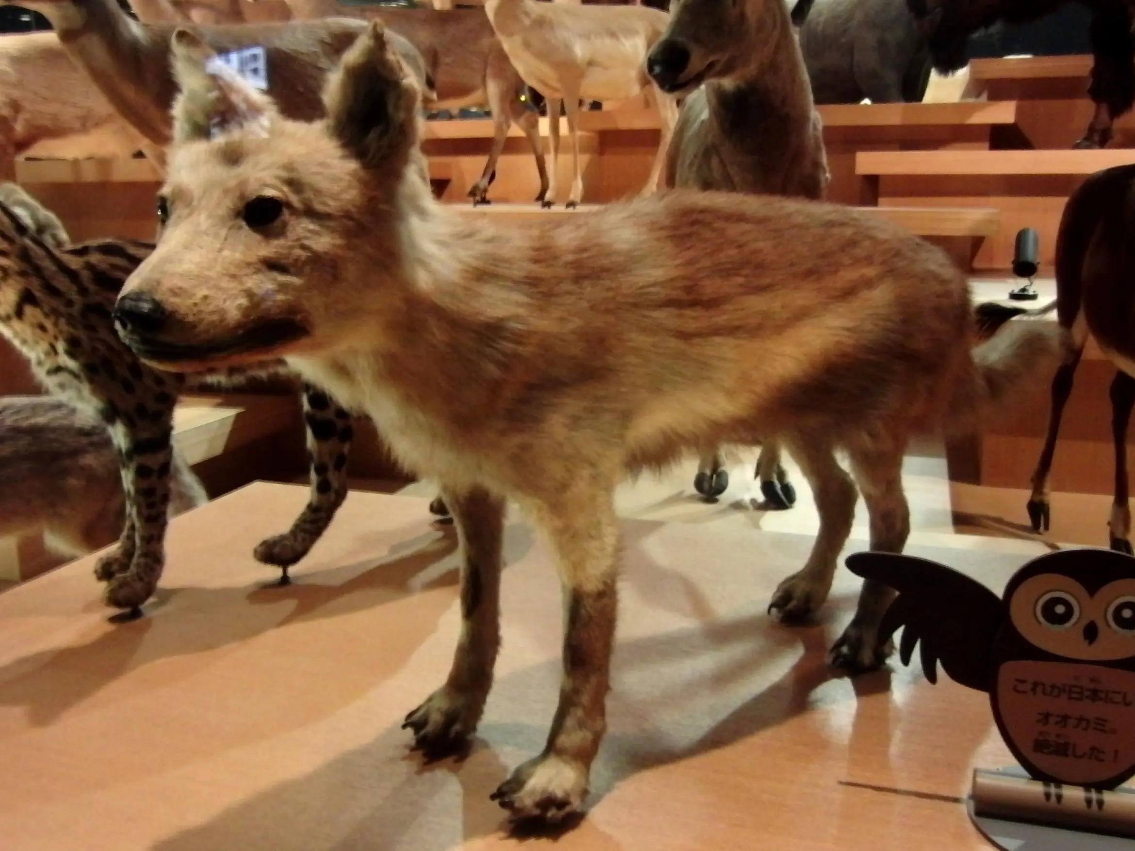 animales desaparecidos