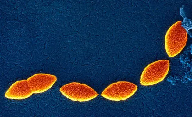 antibioticos