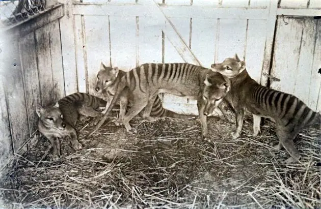 animales extintos