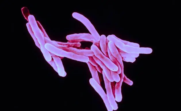 5 bacterias resistentes a los antibióticos