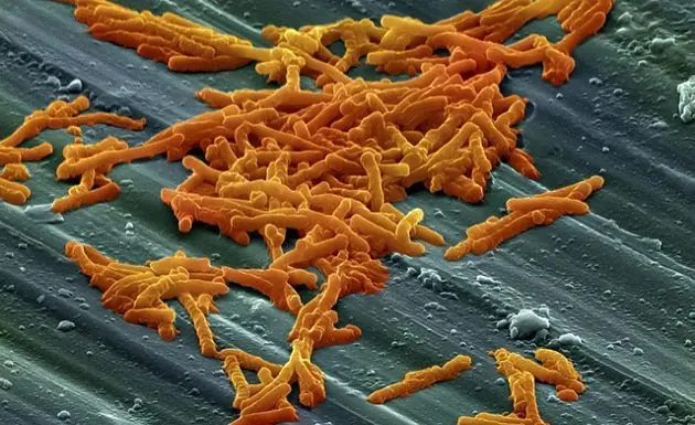 5 bacterias