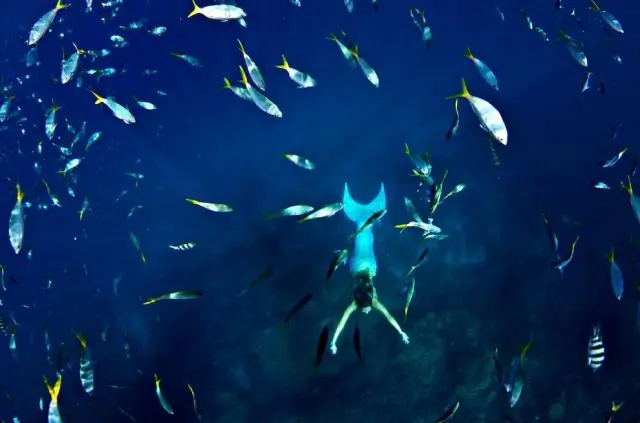 sirena sirena