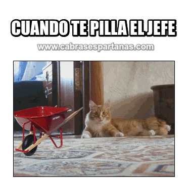 para la masturbanda