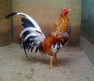 Gallos de pelea