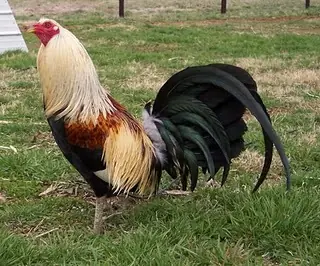 animales domesticos