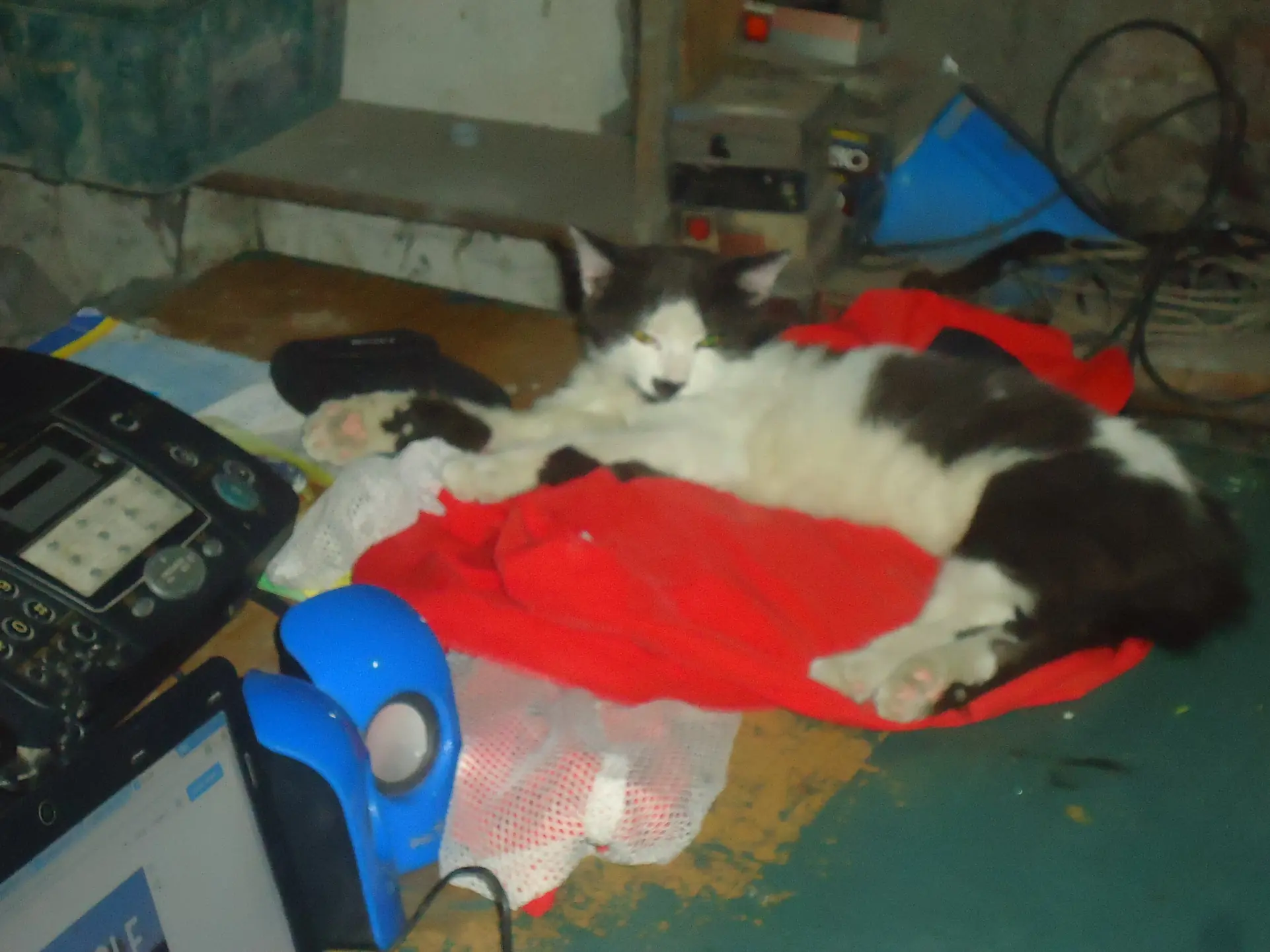 mi gato