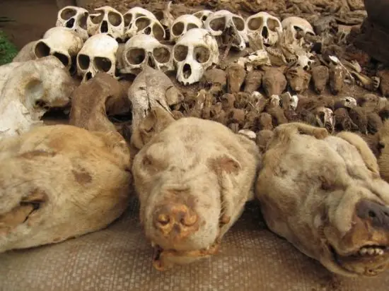 Animales Animales