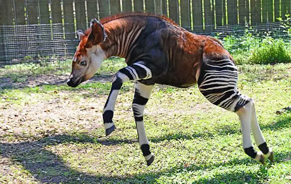 Animales Animales