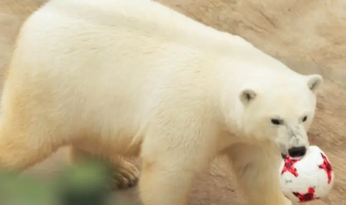 Osa polar predice el resultado entre Chile y Alemania
