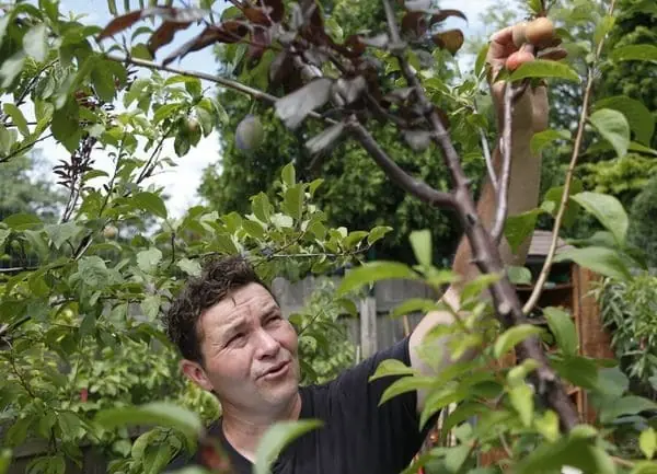 El increíble árbol donde crecen más de 40 tipos de frutas