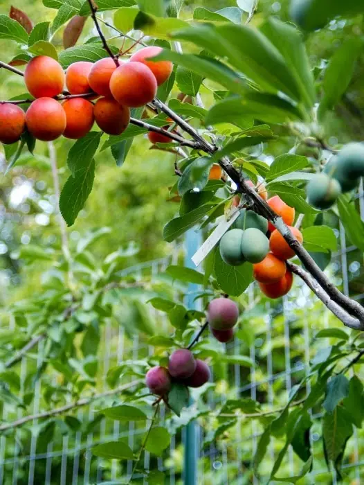 este arbol es real Nacio como un proyecto de un profesor universitario