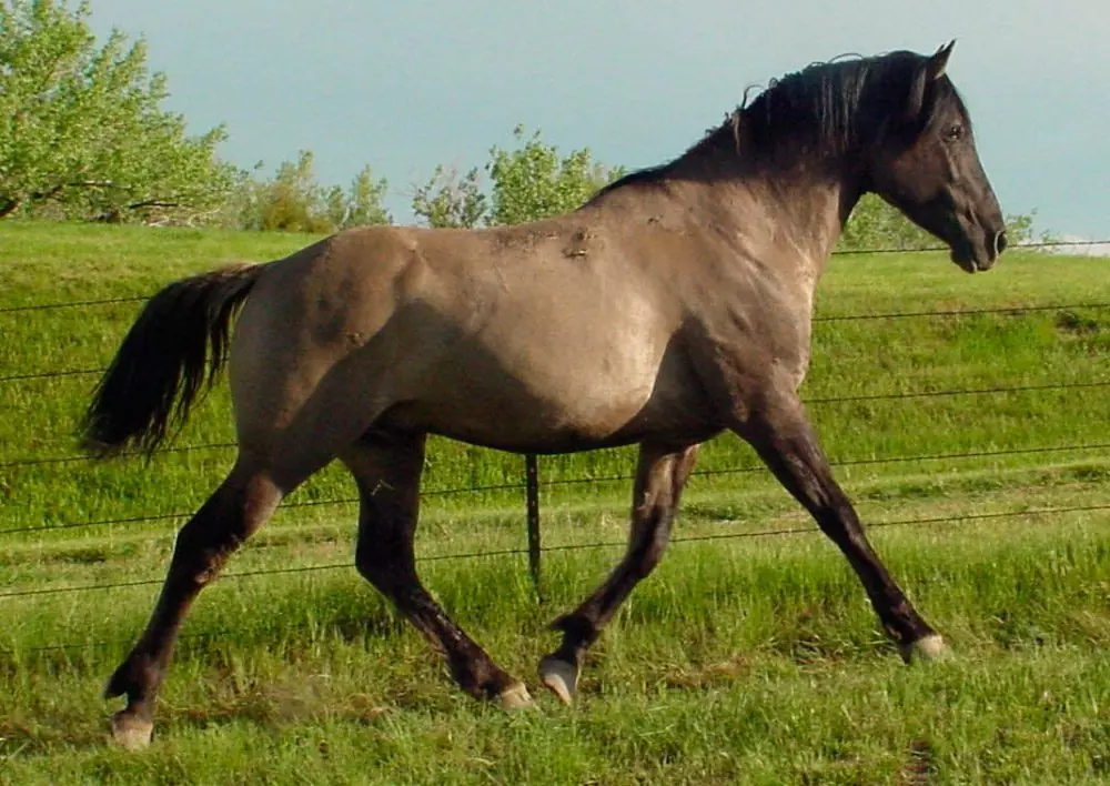 Increible, los caballos más bellos del mundo
