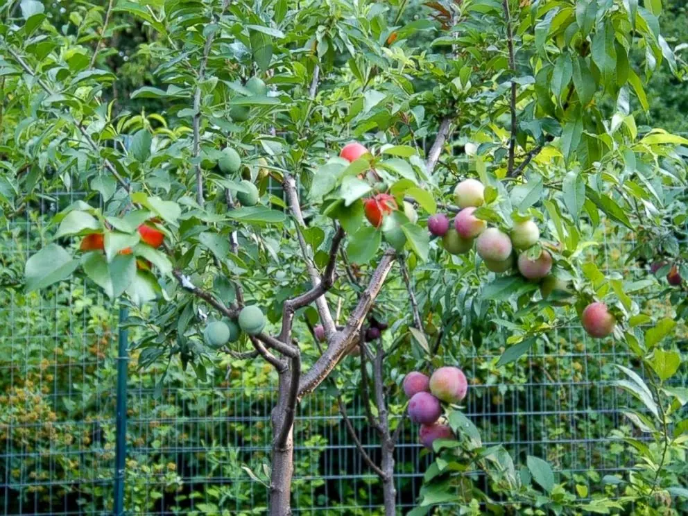 El increíble árbol donde crecen más de 40 tipos de frutas