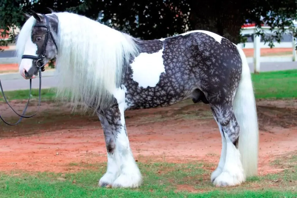 equitacion