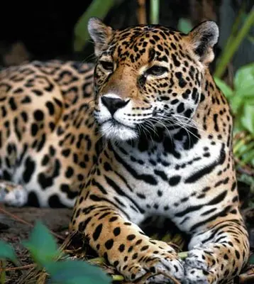 Selva