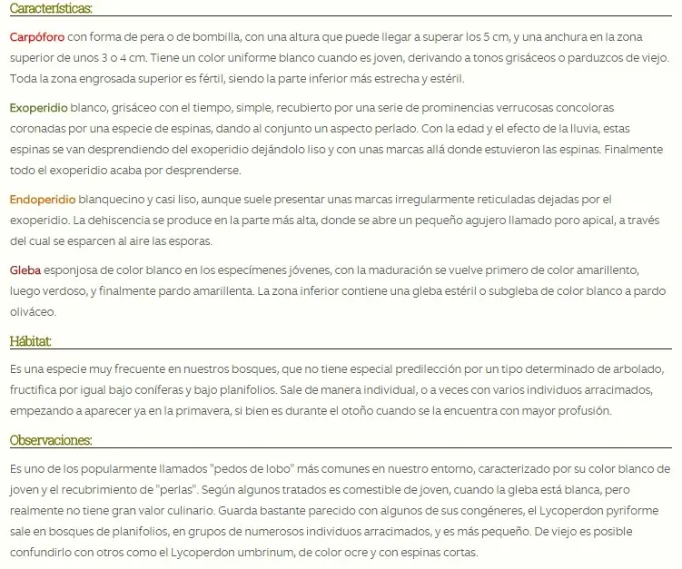 Tribus