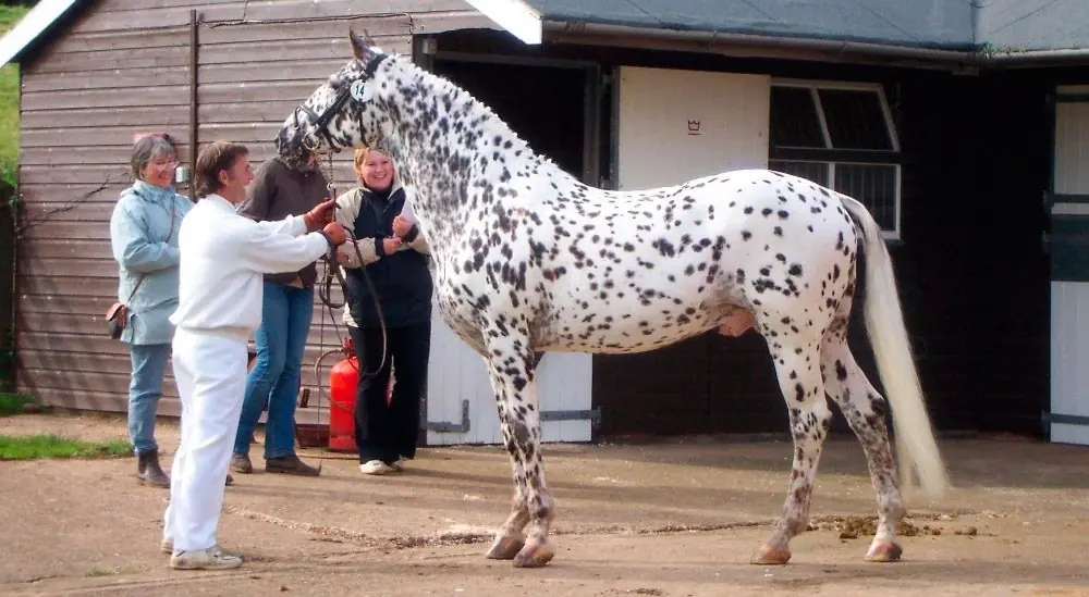 Increible, los caballos más bellos del mundo