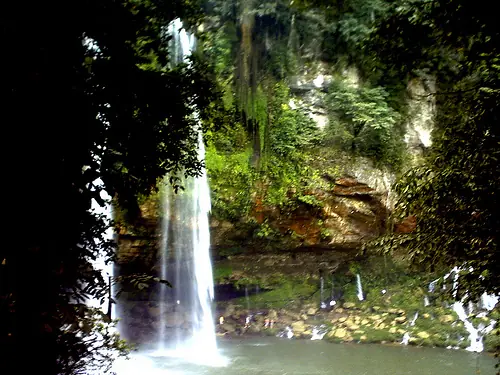 Selva