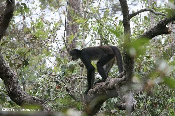 La Selva Lacandona:Orgullo Mexicano