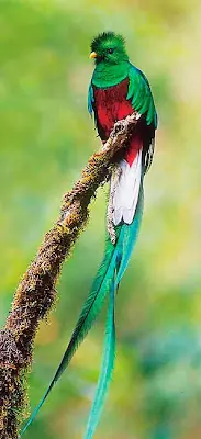 La Selva Lacandona:Orgullo Mexicano