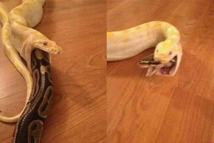 ¿Desvelado? toma imágenes de humor #107