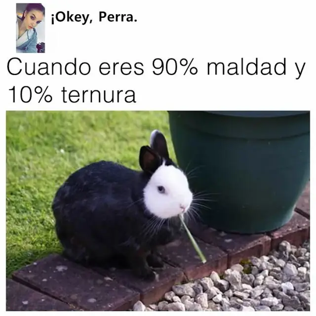 dominguero