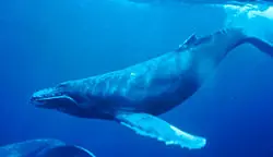 Balaenopteridae (ballenas)