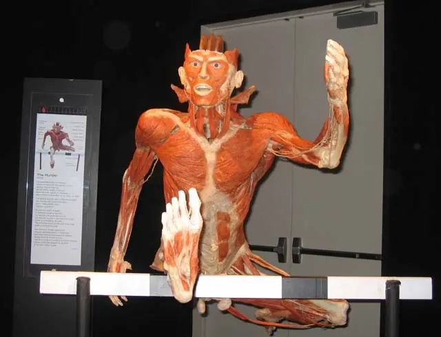 Bodies...Cuerpos al Desnudo