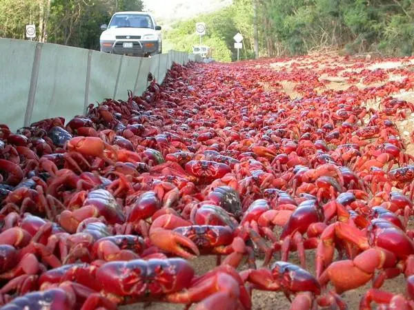 Curiosidad: migración del Cangrejo Rojo