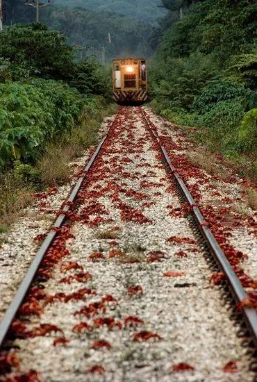 cangrejo rojo cangrejo rojo