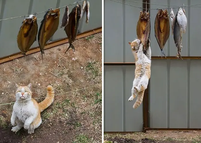 Mascotas pilladas con las manos en la masa