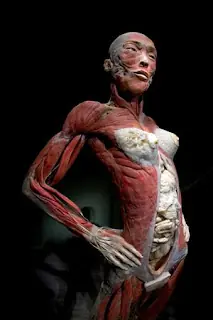 Bodies...Cuerpos al Desnudo