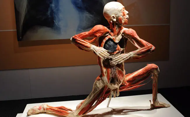 Bodies...Cuerpos al Desnudo