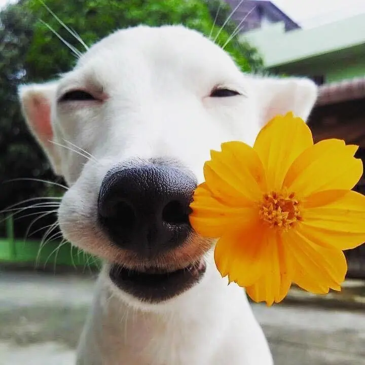 Tango