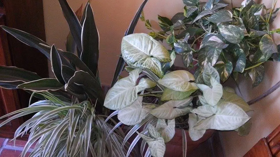 Un jardín en tu patio