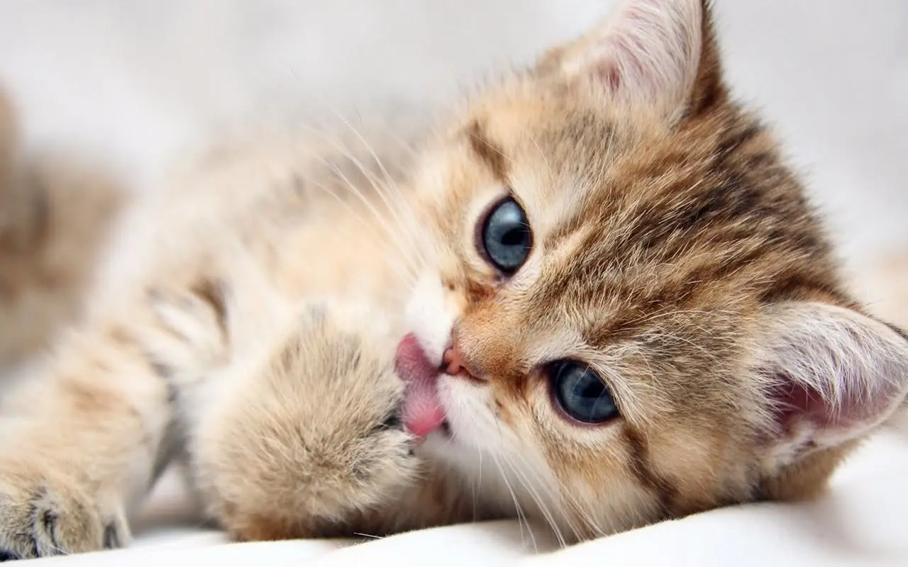 gatos gatos