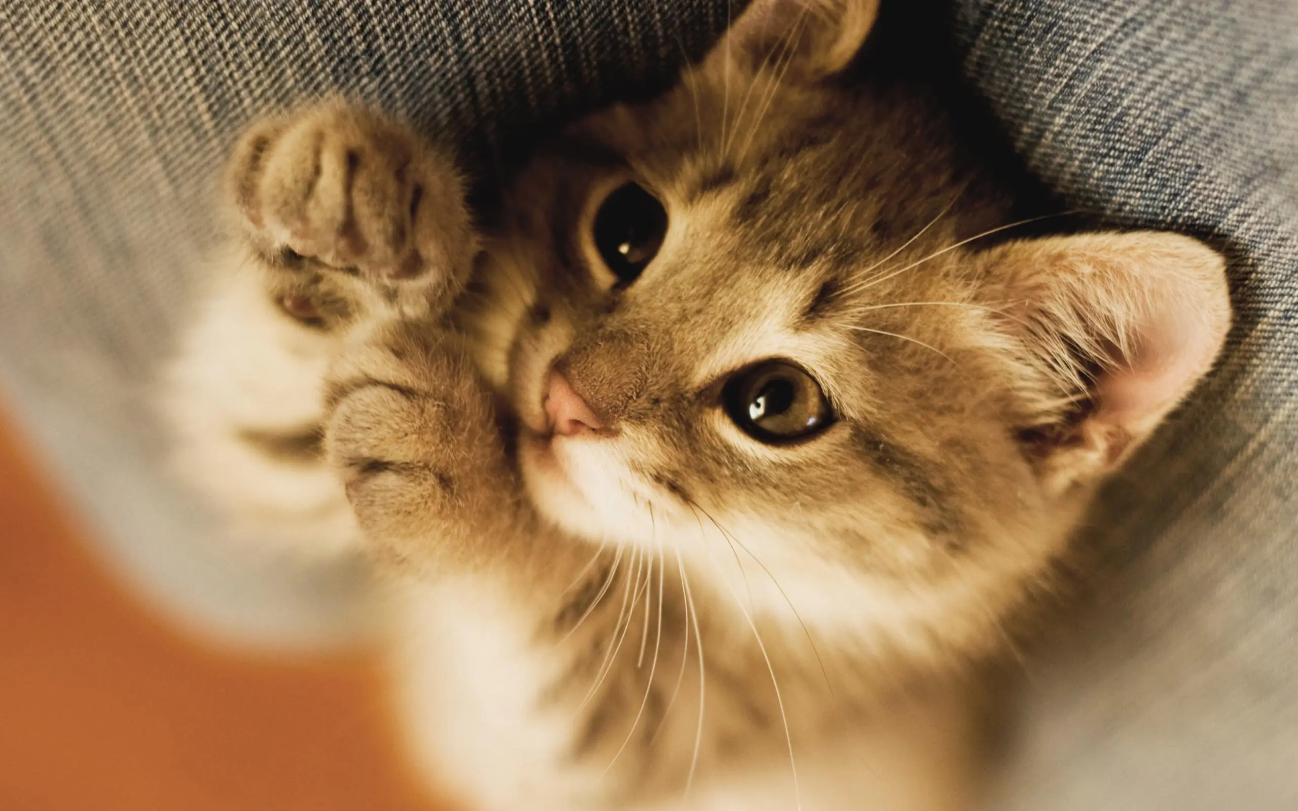 gatos gatos