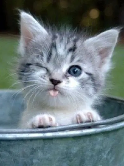 gato gato