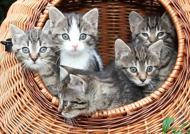 gato gato