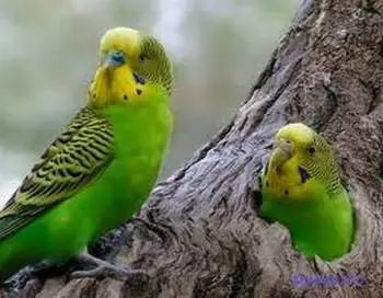 loro