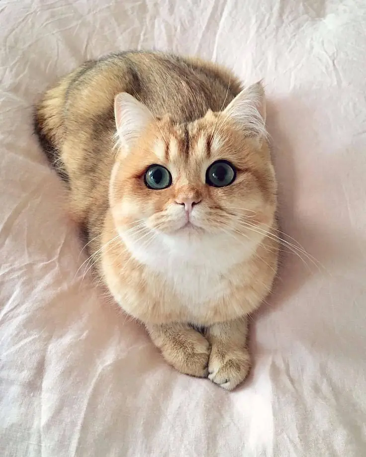 cat cat