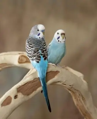 loro
