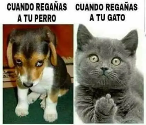 Termina tu noche con este grandioso humor, se que reirás +5